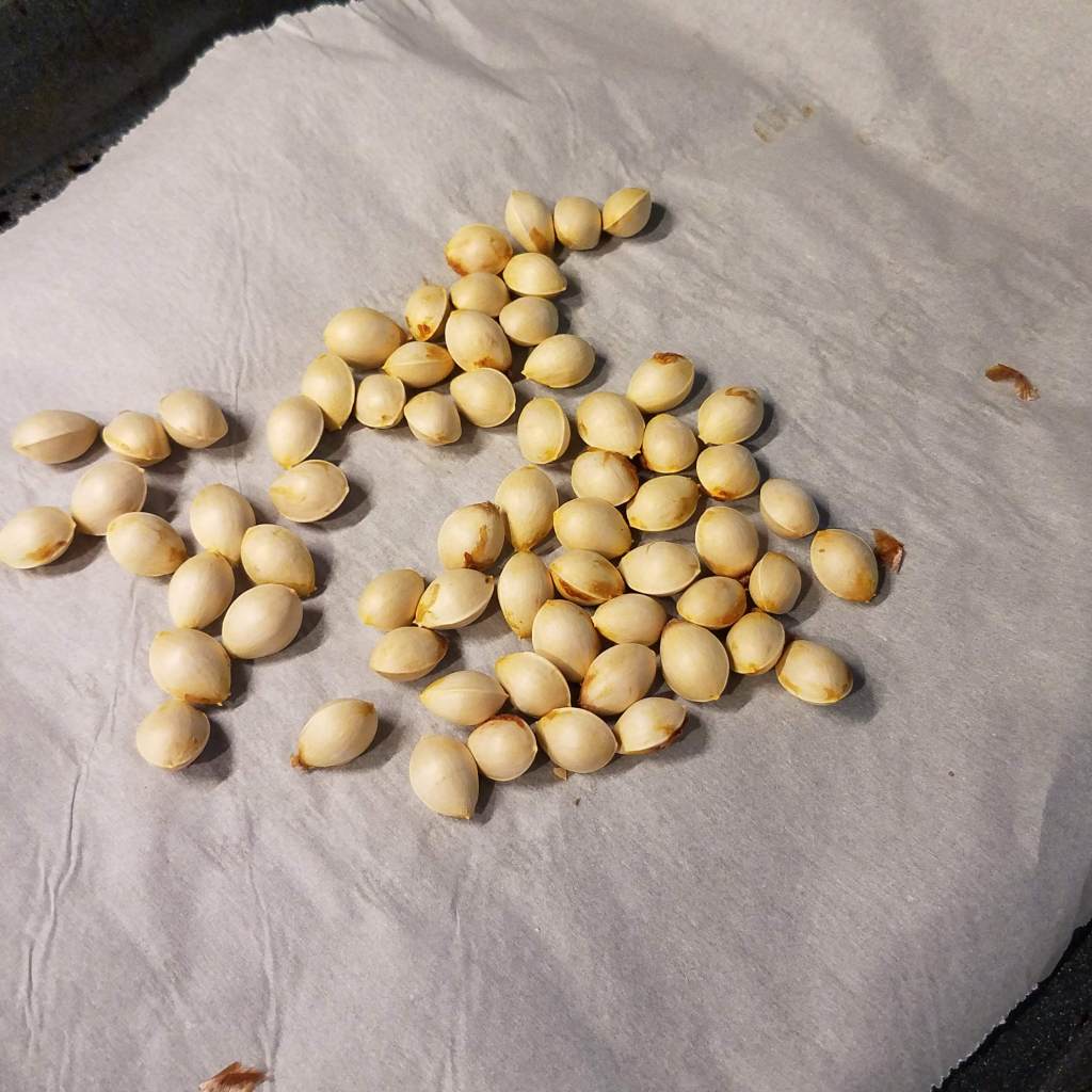 Oven roasted ginkgo nuts