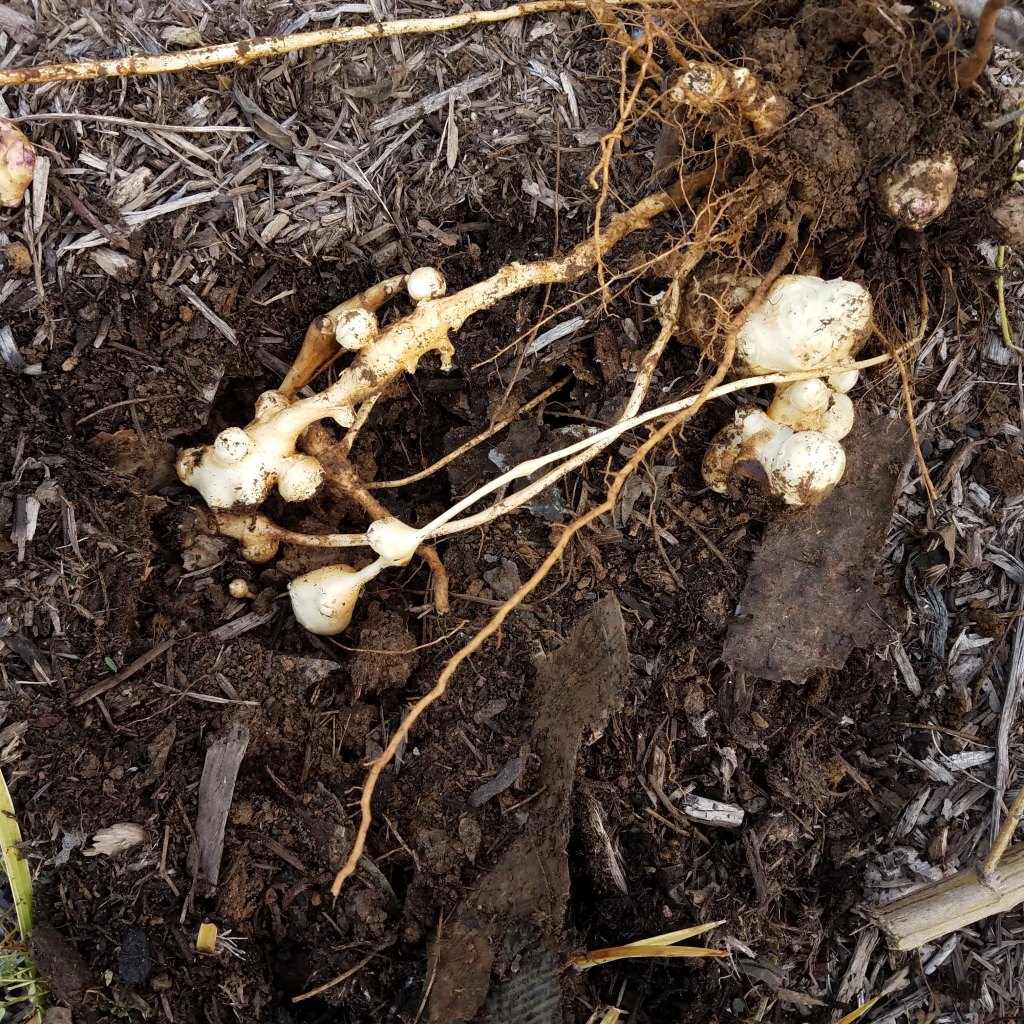 Edible sunchoke tubers attached to the ropy roots