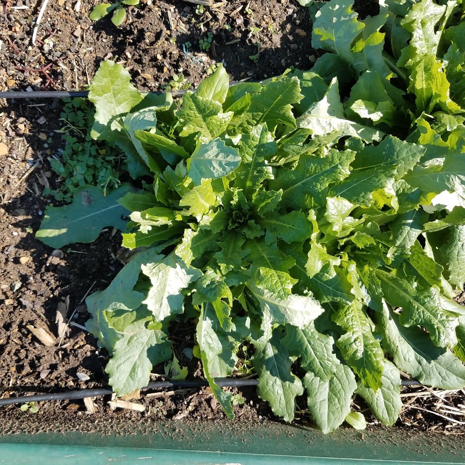 Wild lettuce for medicinal uses (I hope)