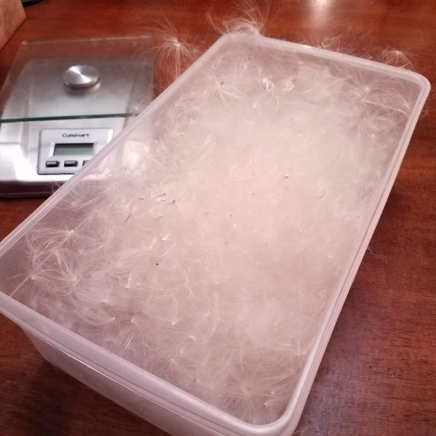 Milkweed silk, minus the seeds