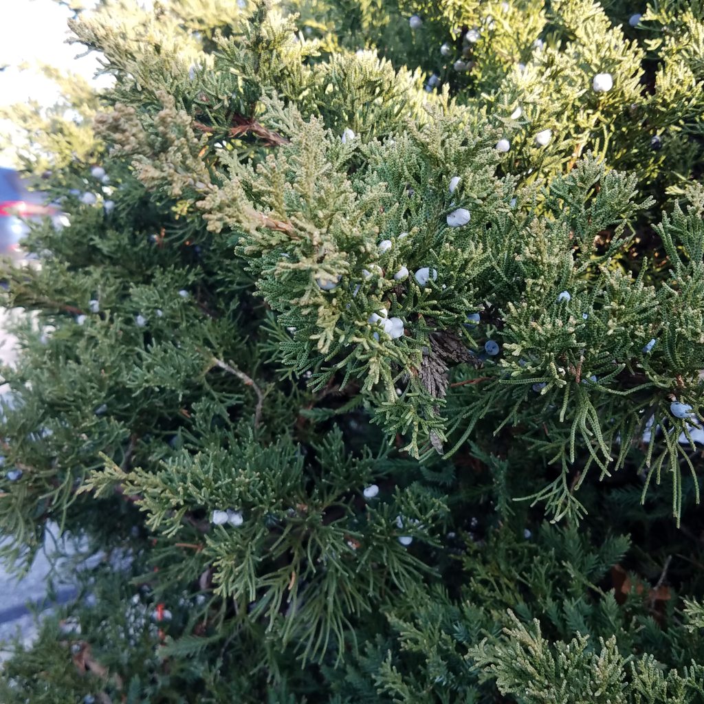 Juniper berries in a parking lot island