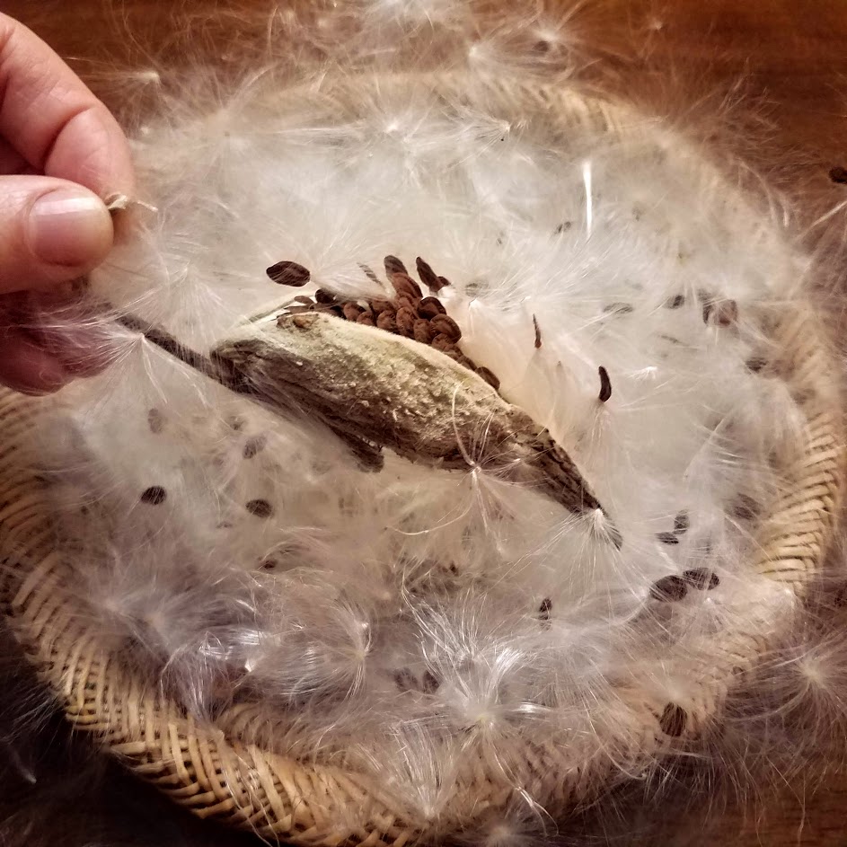 Freeing milkweed seeds from the pods