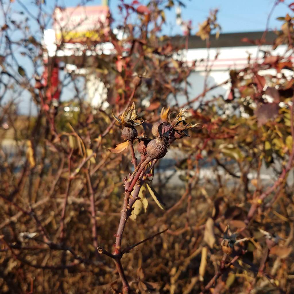 More urban rose hips