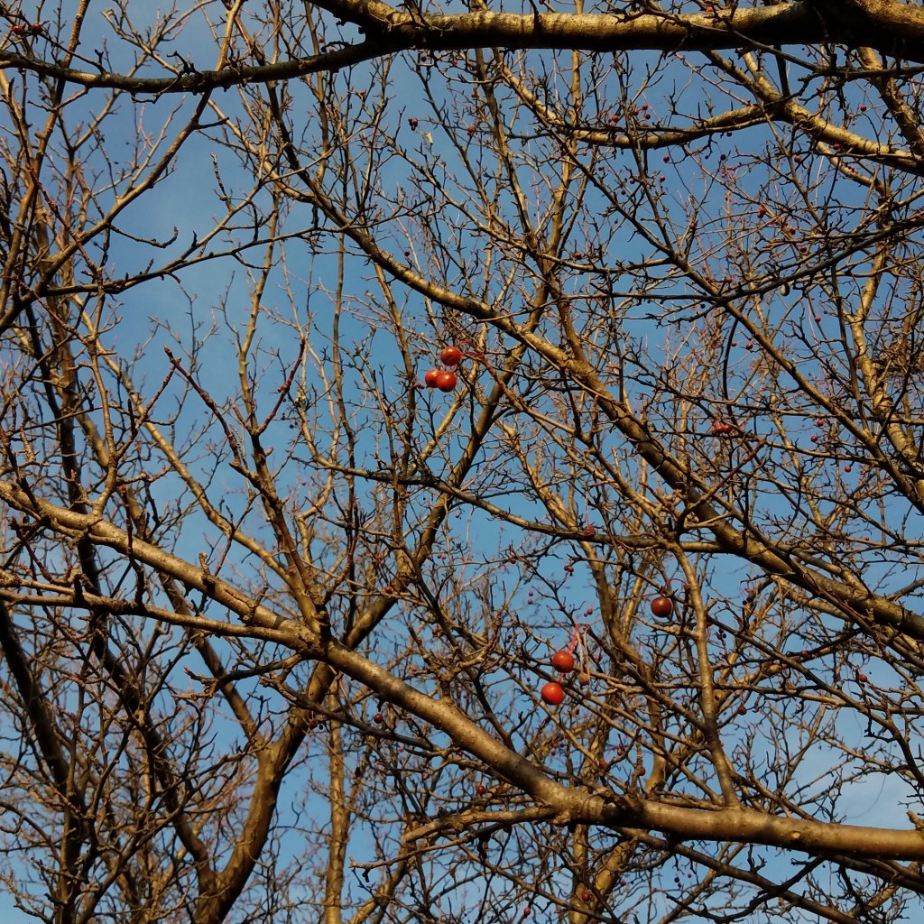 Mystery fruit in a local shopping center 