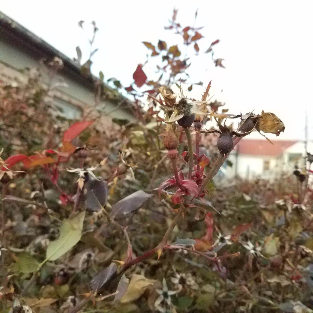 Rose hips in the winter