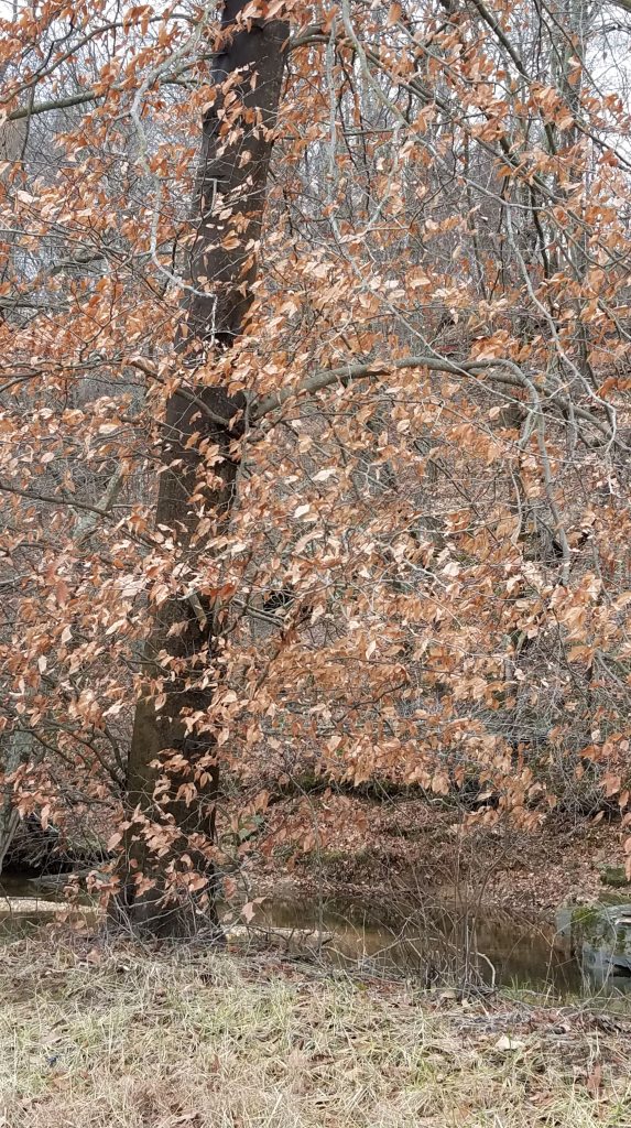 Beech trees retain their leaves through the winter