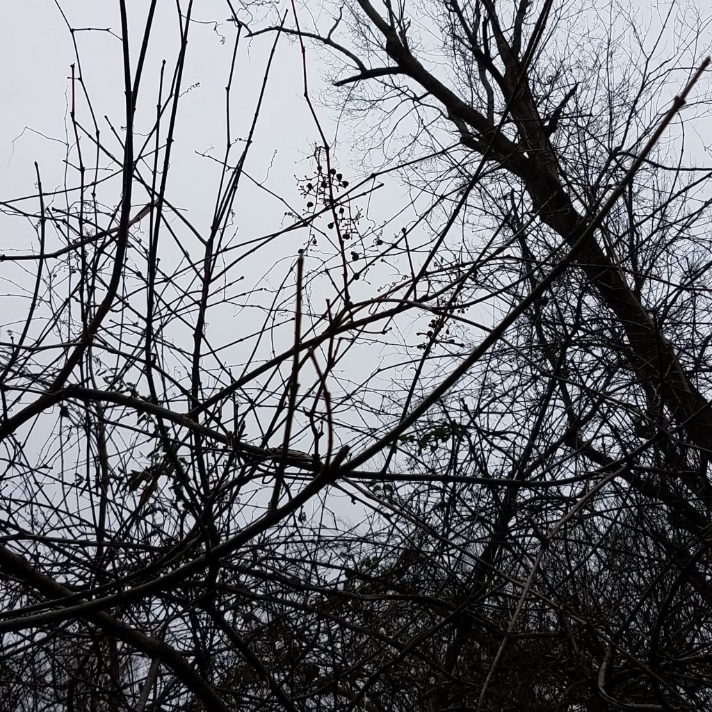 Wild grapes (or rather, raisins) and vine tendrils