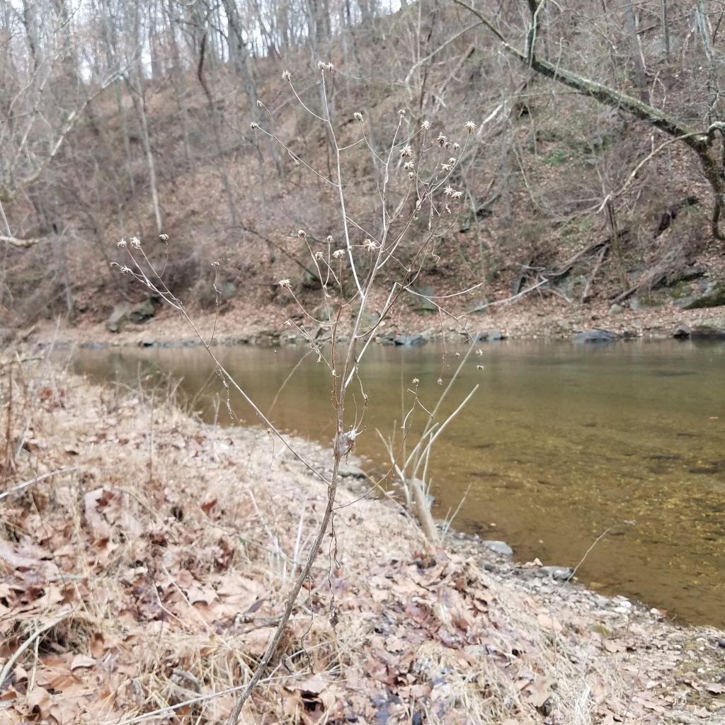 Dead, dried sunchoke flower stalks