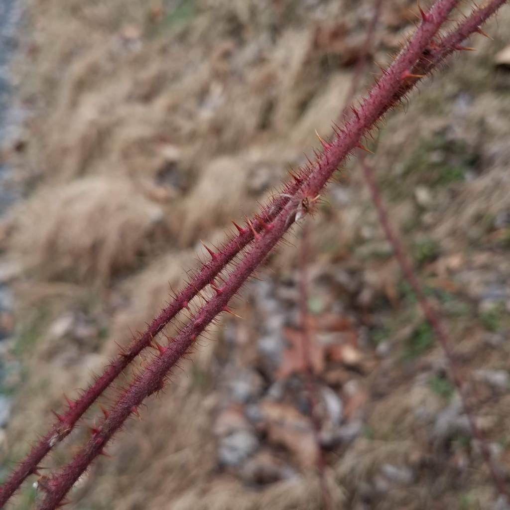 Spiky red wineberry canes