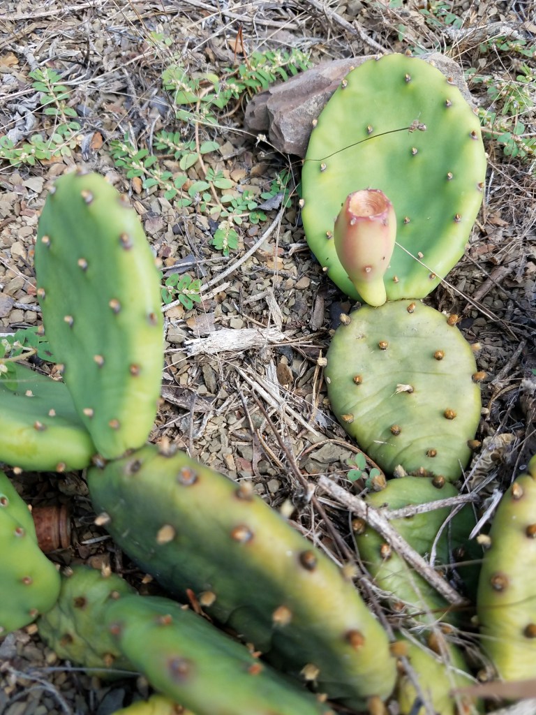 Prickly pear pads and unripe fruit - photo from 2017