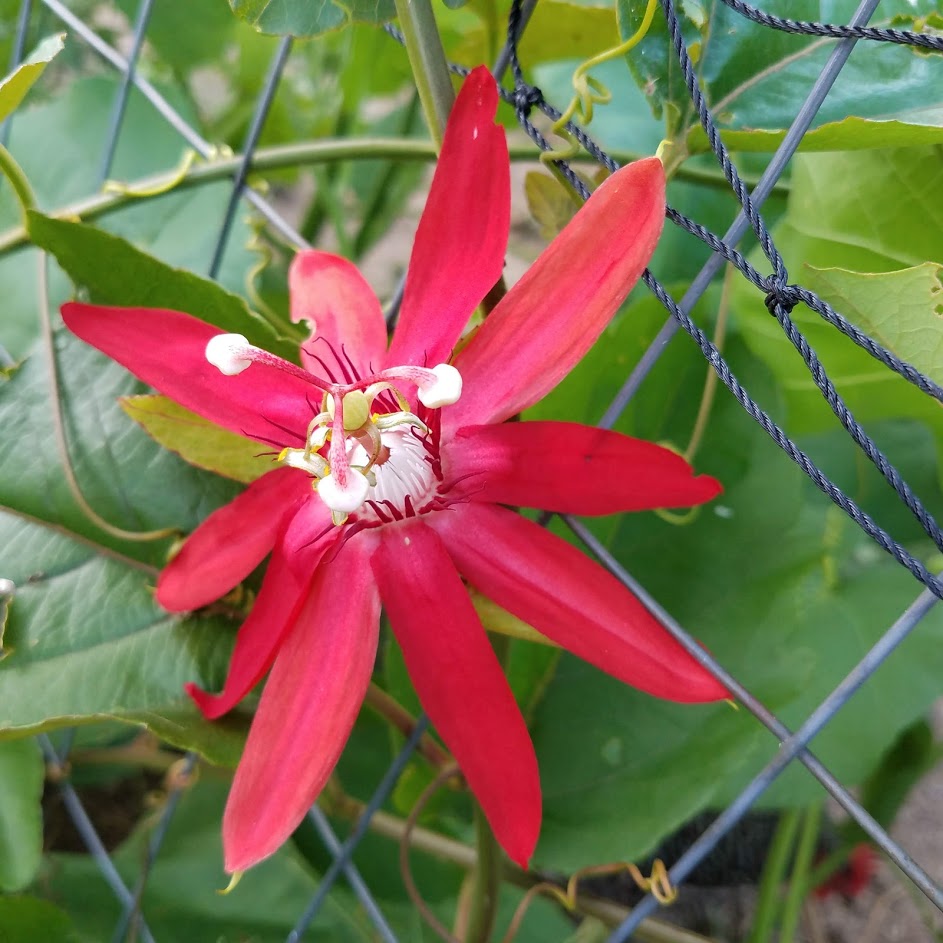 Redvine passionflower ... beautiful blooms, but no fruit