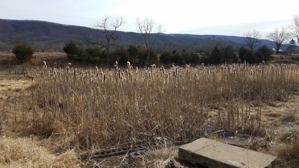Cattails in standing water - possible future pond?