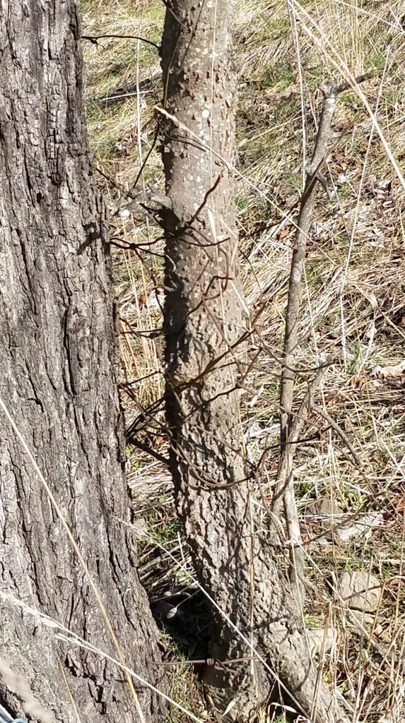 The warty bark of a hackberry