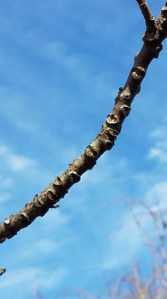 The "monkey face" leaf scars on a black walnut branch