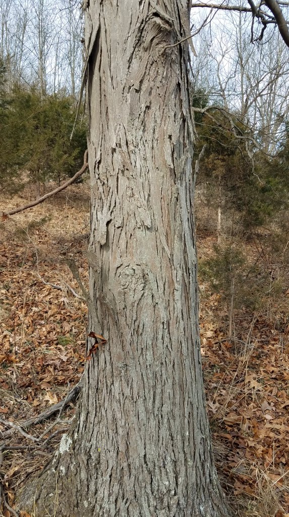 The distinctive "shaggy" bark of a shagbark hickory