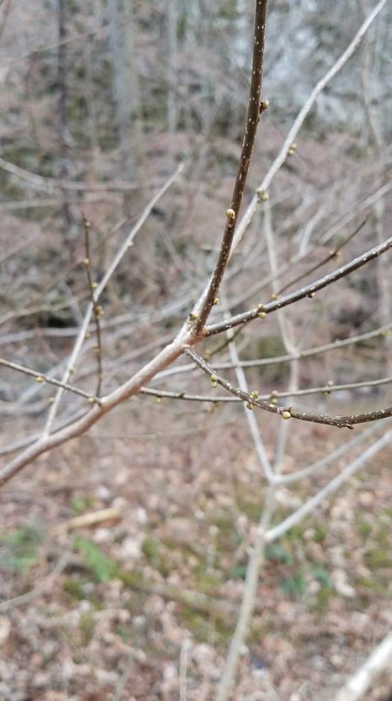 Spicebush branches budding