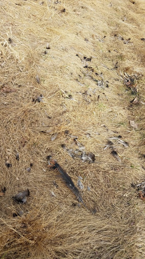 Wild turkey feathers, also very fresh