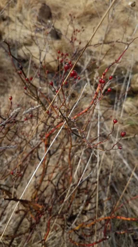 Wild roses grew extensively