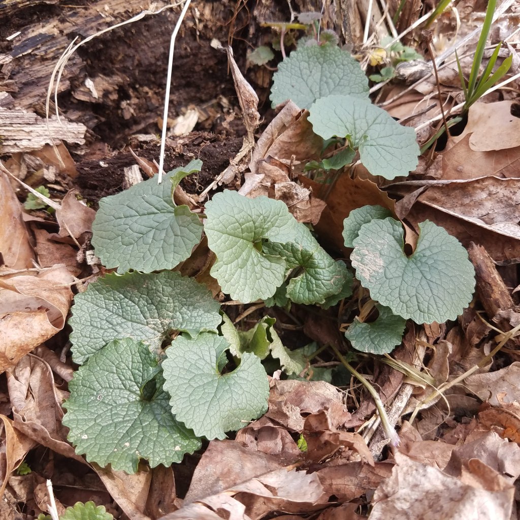 Garlic mustard gaining a foothold in the forest
