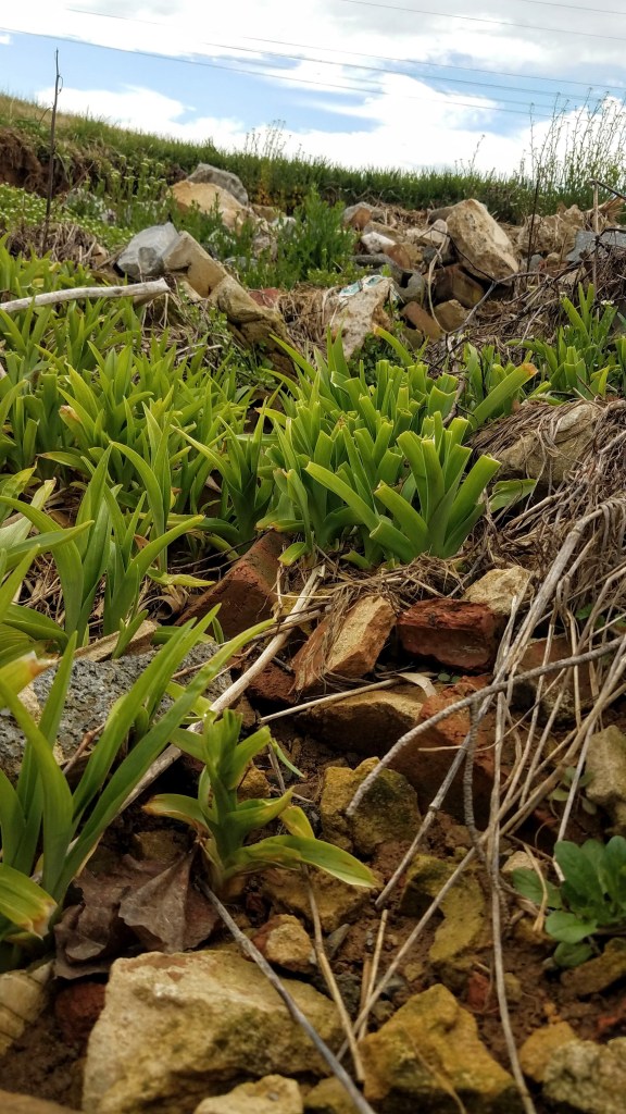 Avoid harvesting daylily shoots near agricultural fields or along roadsides