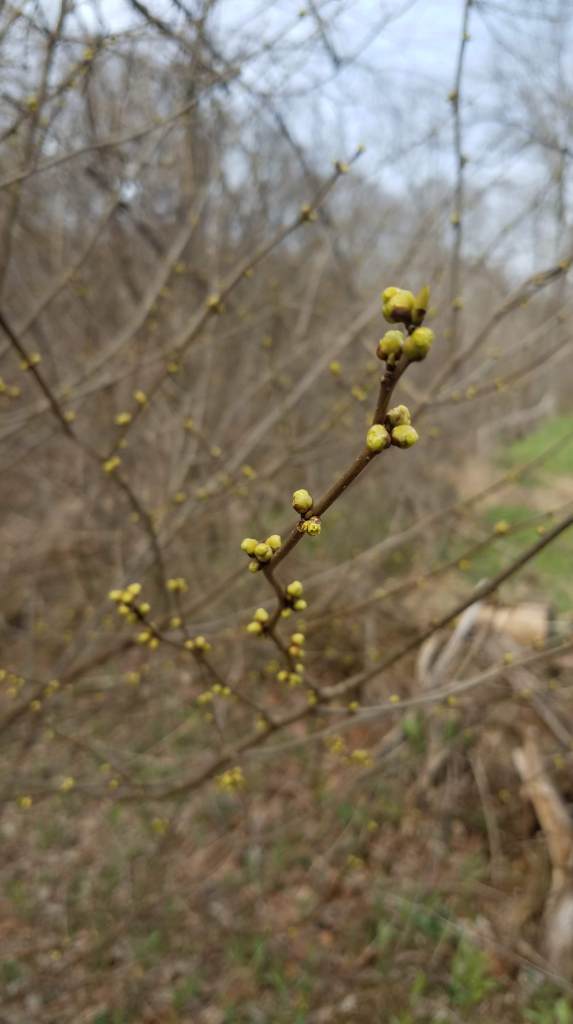 Yellow spicebush flower buds