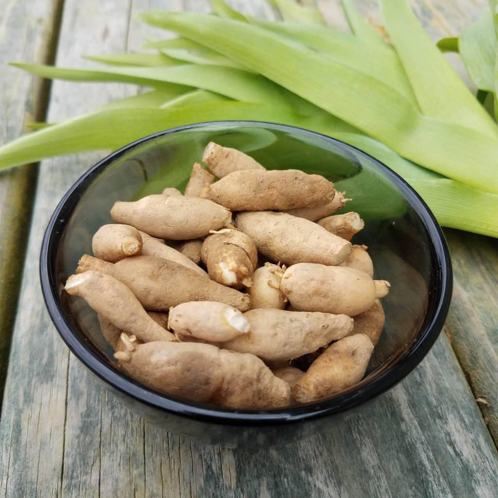 Daylily tubers, separated from the roots