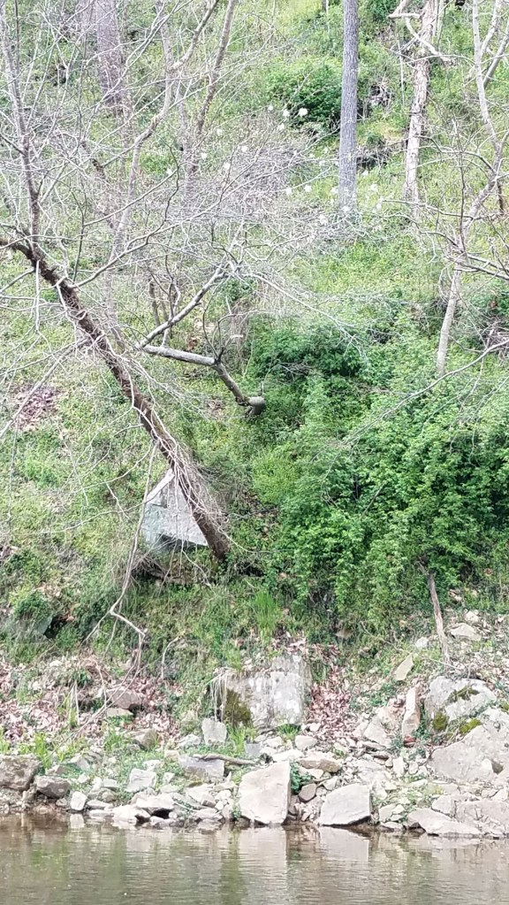 A serviceberry in the wild