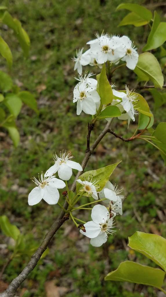 Another tree with white flowers ... still not serviceberry