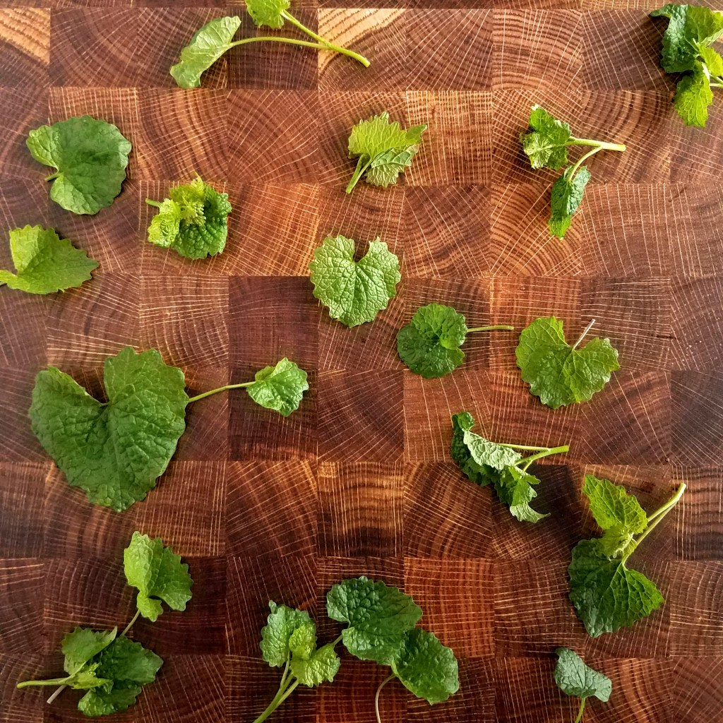 Garlic mustard leaves and flower buds add pungent flavor to savory dishes