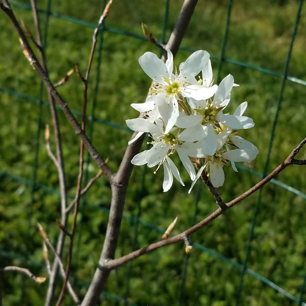 The serviceberry in my food forest finally has flowers!