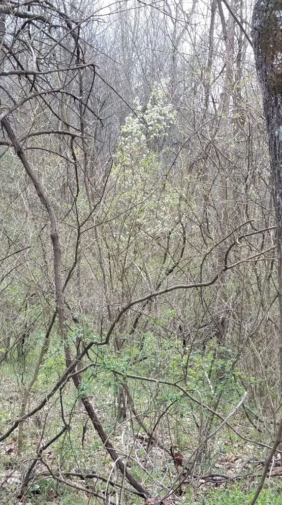 White flowers... but not serviceberry