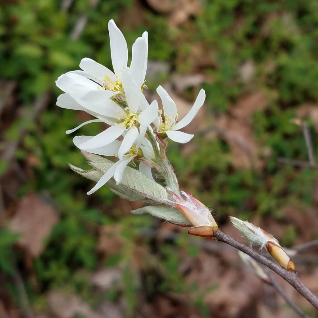 Another wild serviceberry