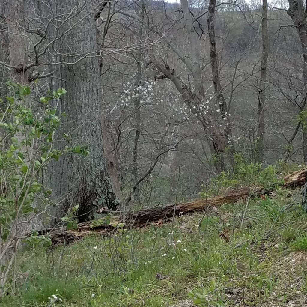 Another serviceberry tree in the woods
