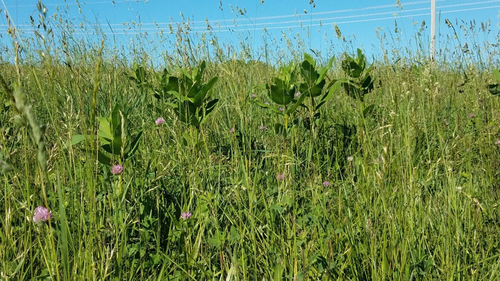 Milkweed, too mature to harvest for shoots