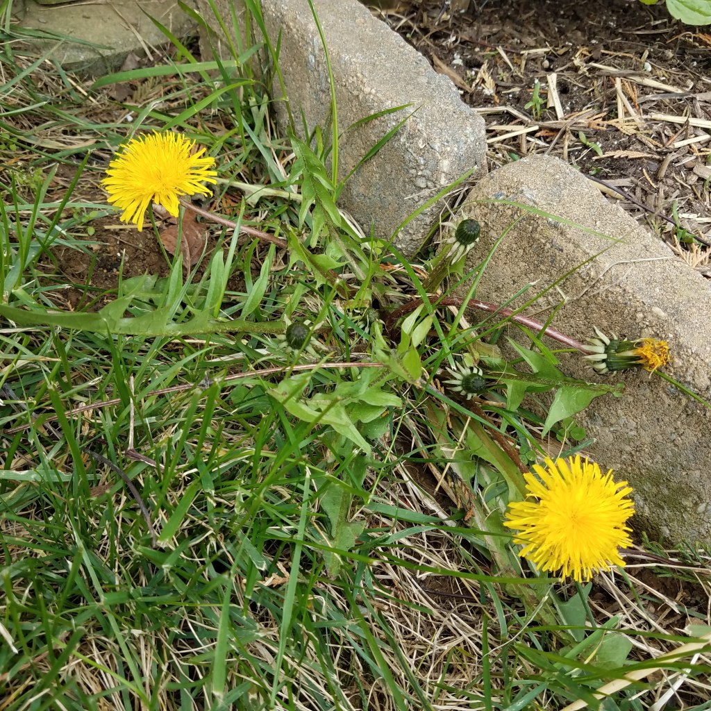 Dandelion leaves will regrow from the taproot
