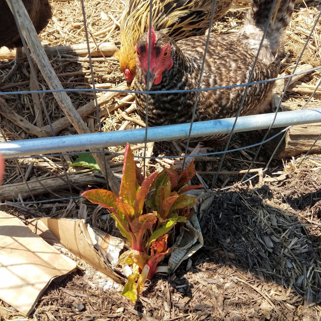 The hens are very concerned about my plans to eat that pokeweed
