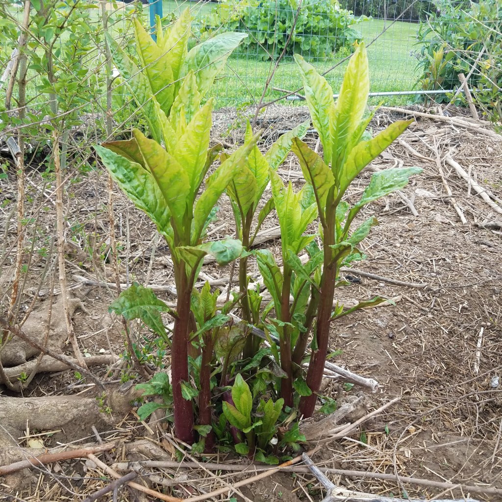 Pokeweed shoots keep poking up!
