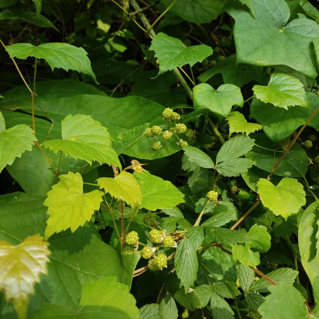 Blackberries, small and far from ripe