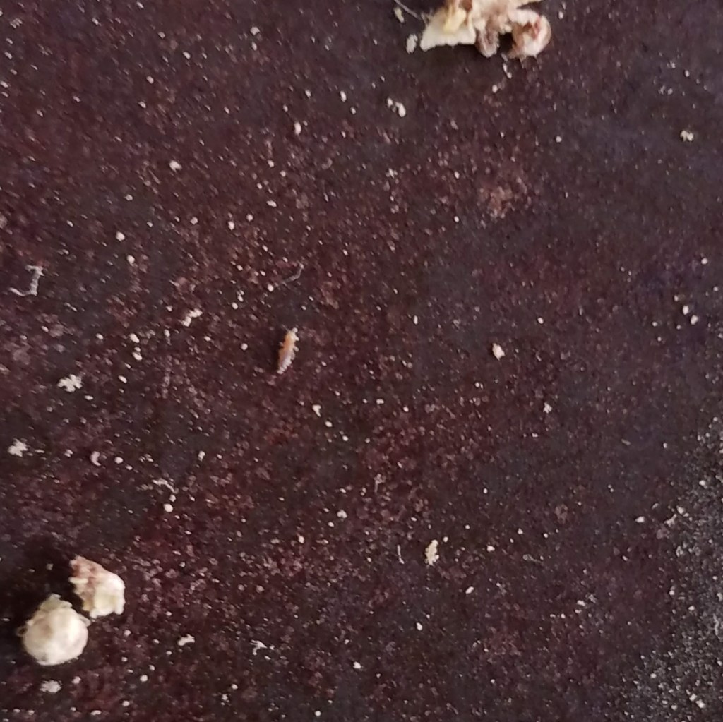 Mystery insect did not appreciate me trying to take his photo