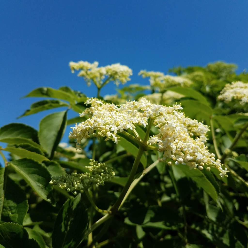 Some elderflowers always remain beyond my reach