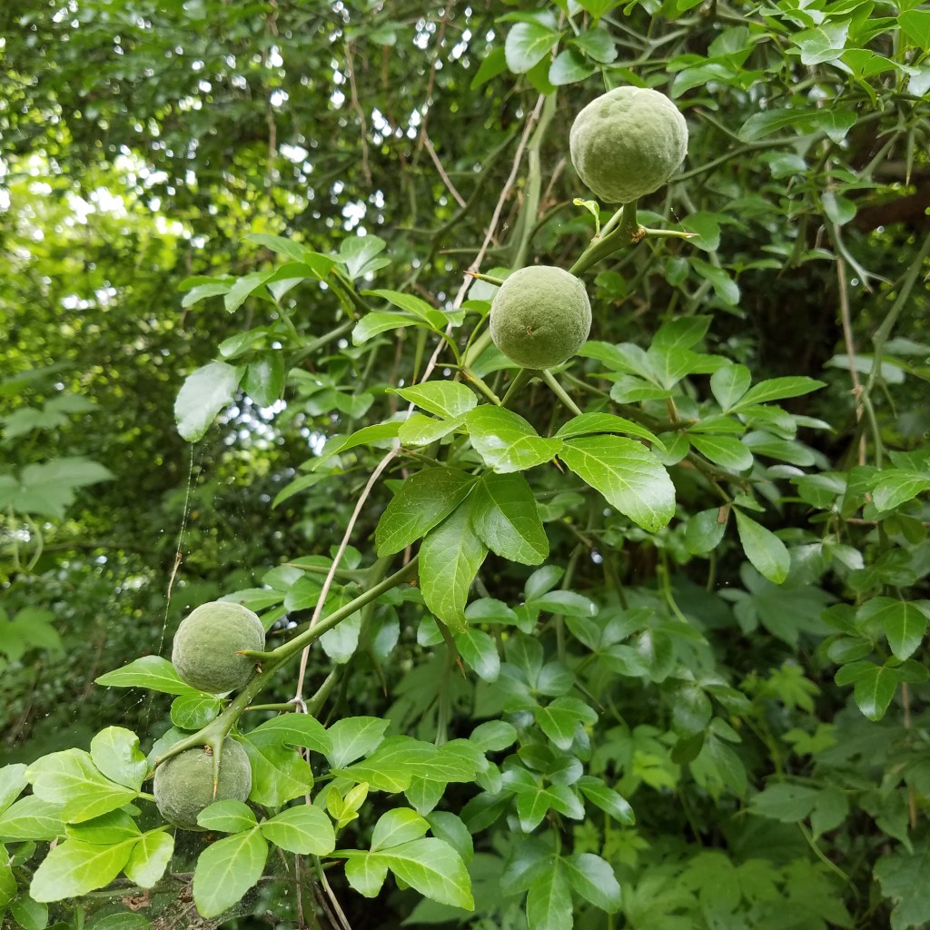 The flying dragon citrus is thriving, despite everything