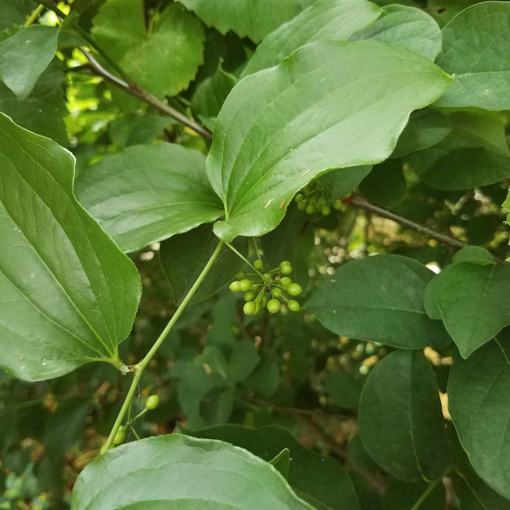 Not grapes ... these are greenbrier berries