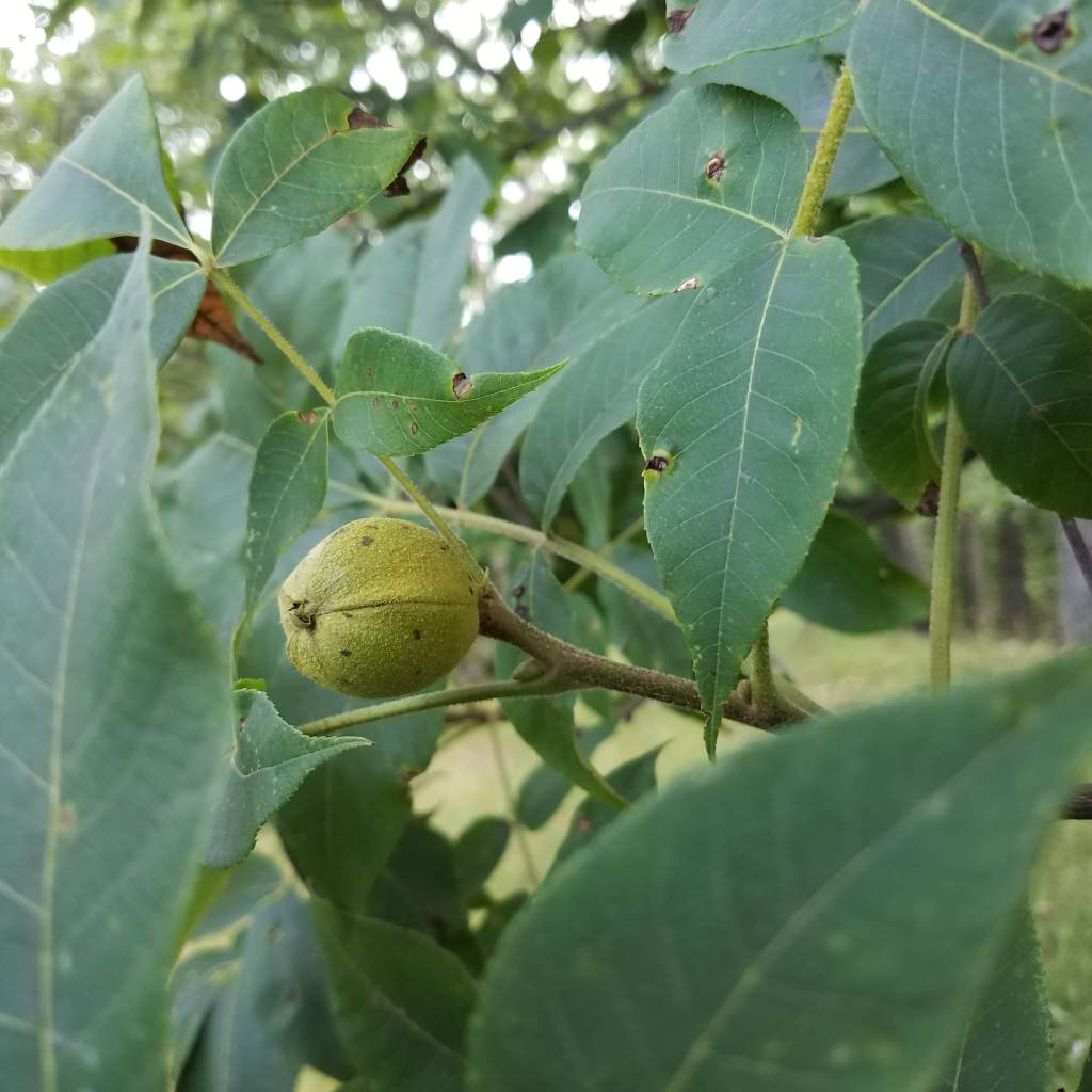 Hickory nuts also seem to be in short supply