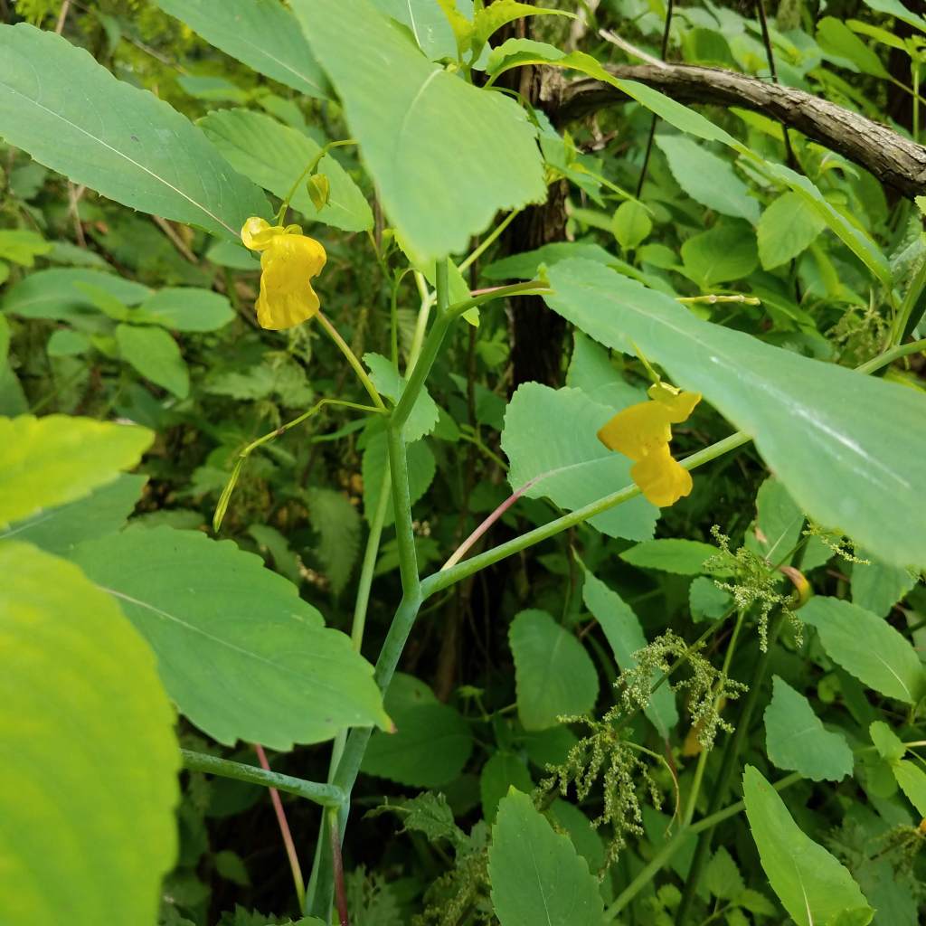 Jewelweed sap helps soothe the stings