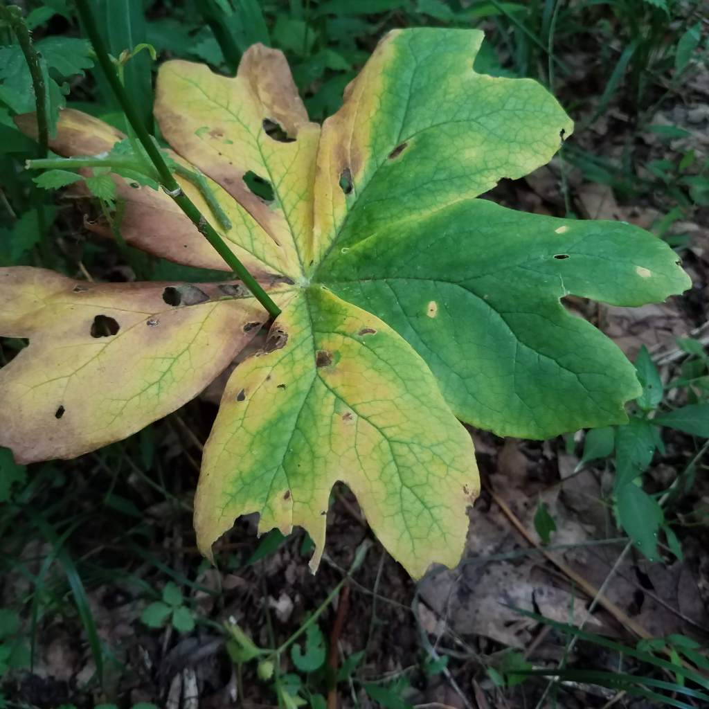 The mayapples seemed particularly affected by the cold, wet spring