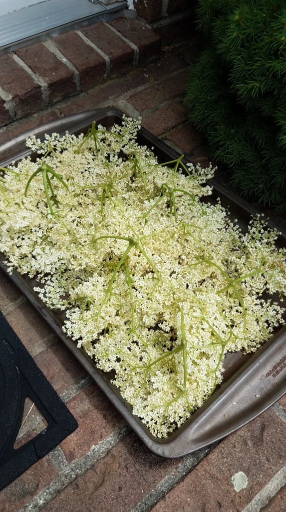 I am grateful for more an abundance of elderflowers...