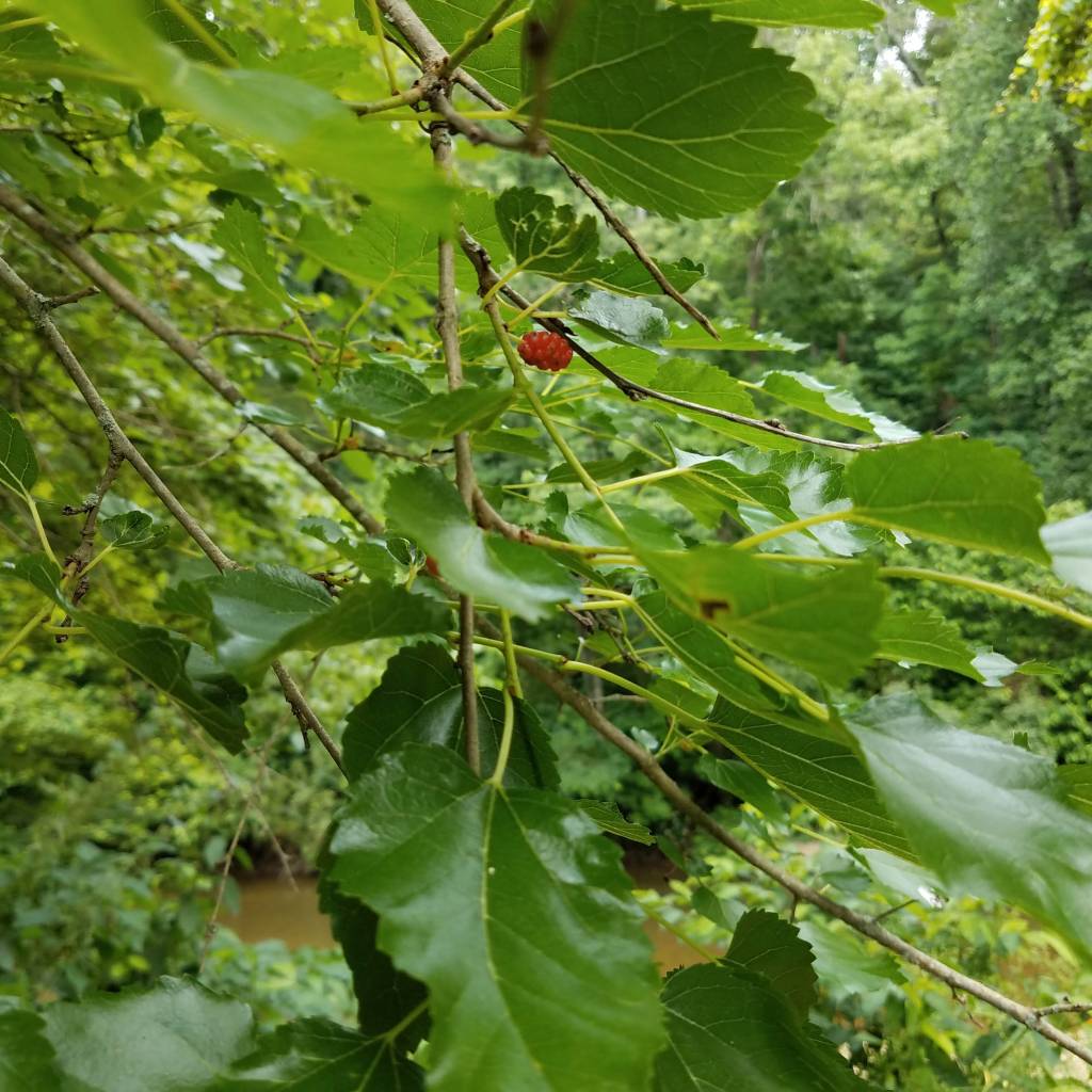 Mulberries seem smaller than average this year