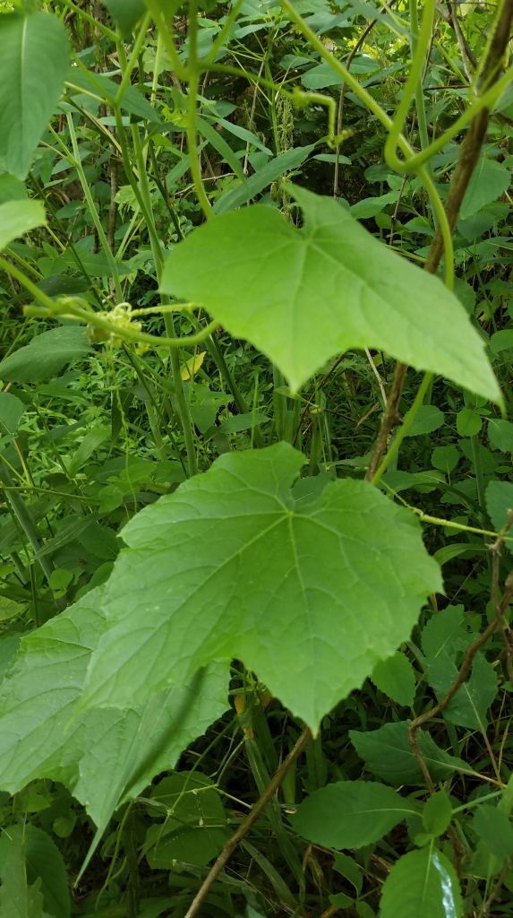 This is not a grape leaf... I'm guessing wild cucumber