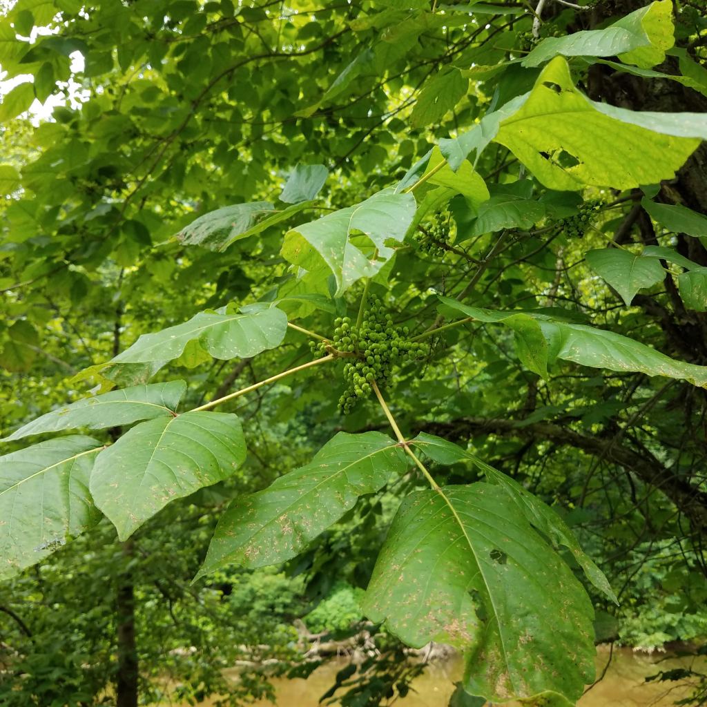 Definitely avoid these berries! This is poison ivy!
