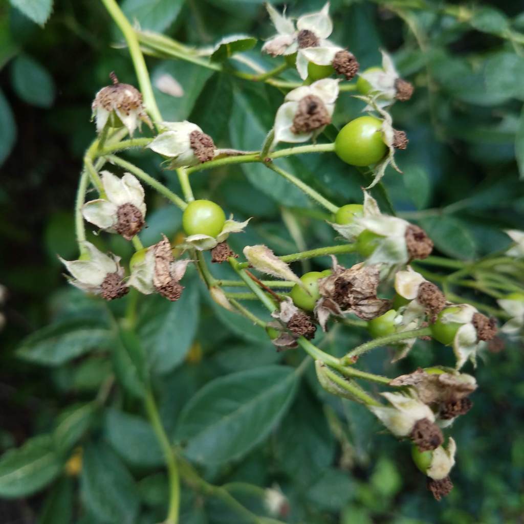 Multiflora rose hips may be worth harvesting this fall, for once